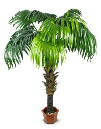 14276 (в уп.2шт.) - Дерево декоративное &amp;quot;Веерная П [01064846]