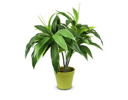 18784 (в уп.12шт.) - Растение декоративное &amp;quot;Мини Д [01064860]