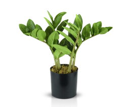 Замиокулькас, размер: высота 40 см, ширина 30 см., [01088721]