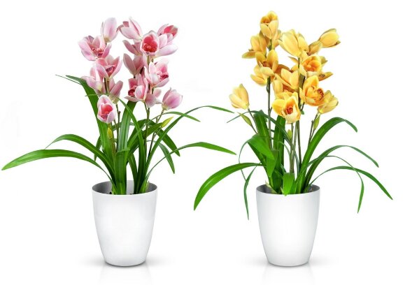 Орхидея в пластиковом горшке, размер: высота 50 см [01097648]