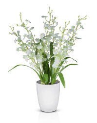 Орхидея Дендробиум, размер: высота 55 см, ширина 4 [01088719]
