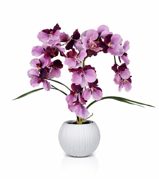 Орхидея Цимбидиум, размер: высота 70см, ширина 70с [01103924]