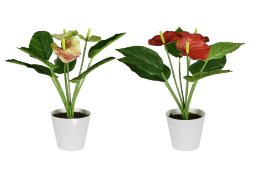 Цветочная композиция Антуриум, размер: высота 40 с [01099479]