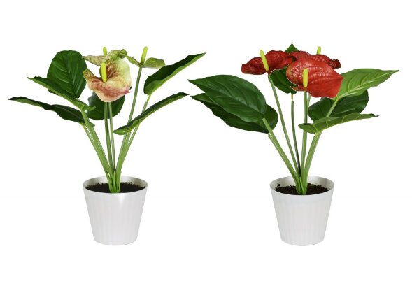 Цветочная композиция Антуриум, размер: высота 40 с [01099479]