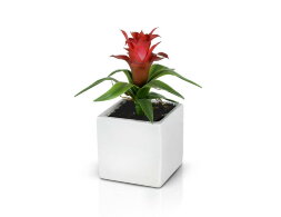 Цветочная композиция Гусмания, размер: высота 23 с [01093948]