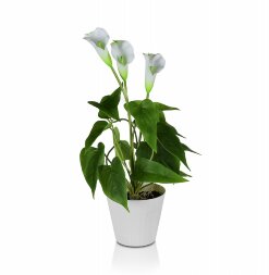 Цветочная композиция Каллы размер: высота 40 см, ш [01101059]