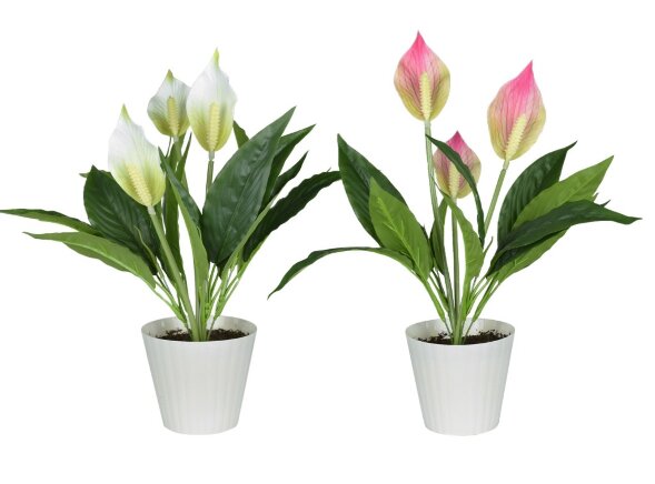 Цветочная композиция Спацифилиум, размер: высота 4 [01099478]