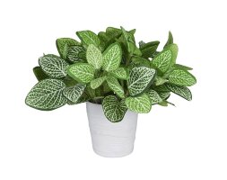 Цветочная композиция Фитония, размеры: высота 25 с [01099476]